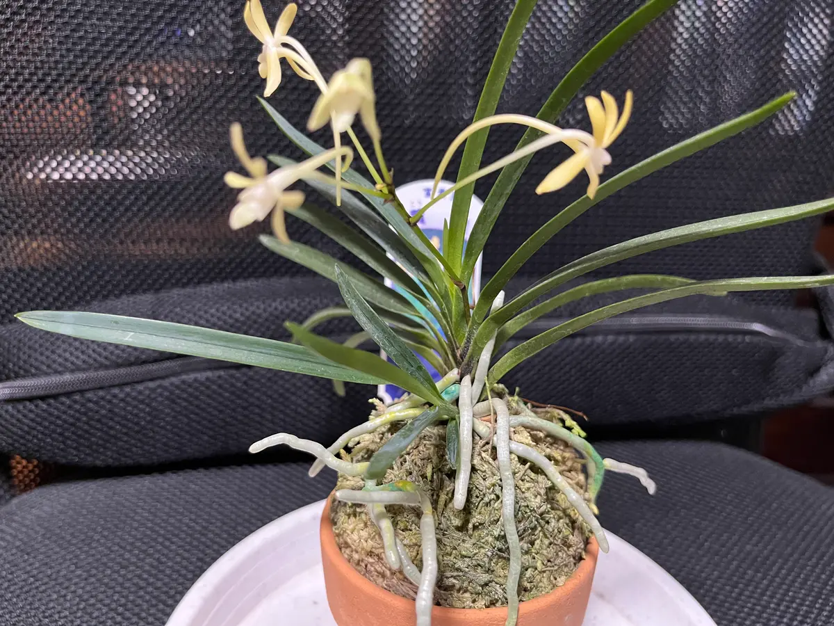 富貴蘭(黄鳳)が咲きました♪「室内の蘭たち」のアルバム-みんなの趣味