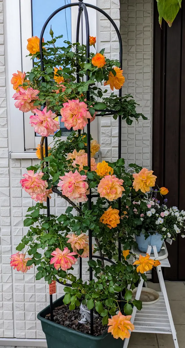 サハラ'98鉢植えが満開になりそうです「ひろガーデンへ