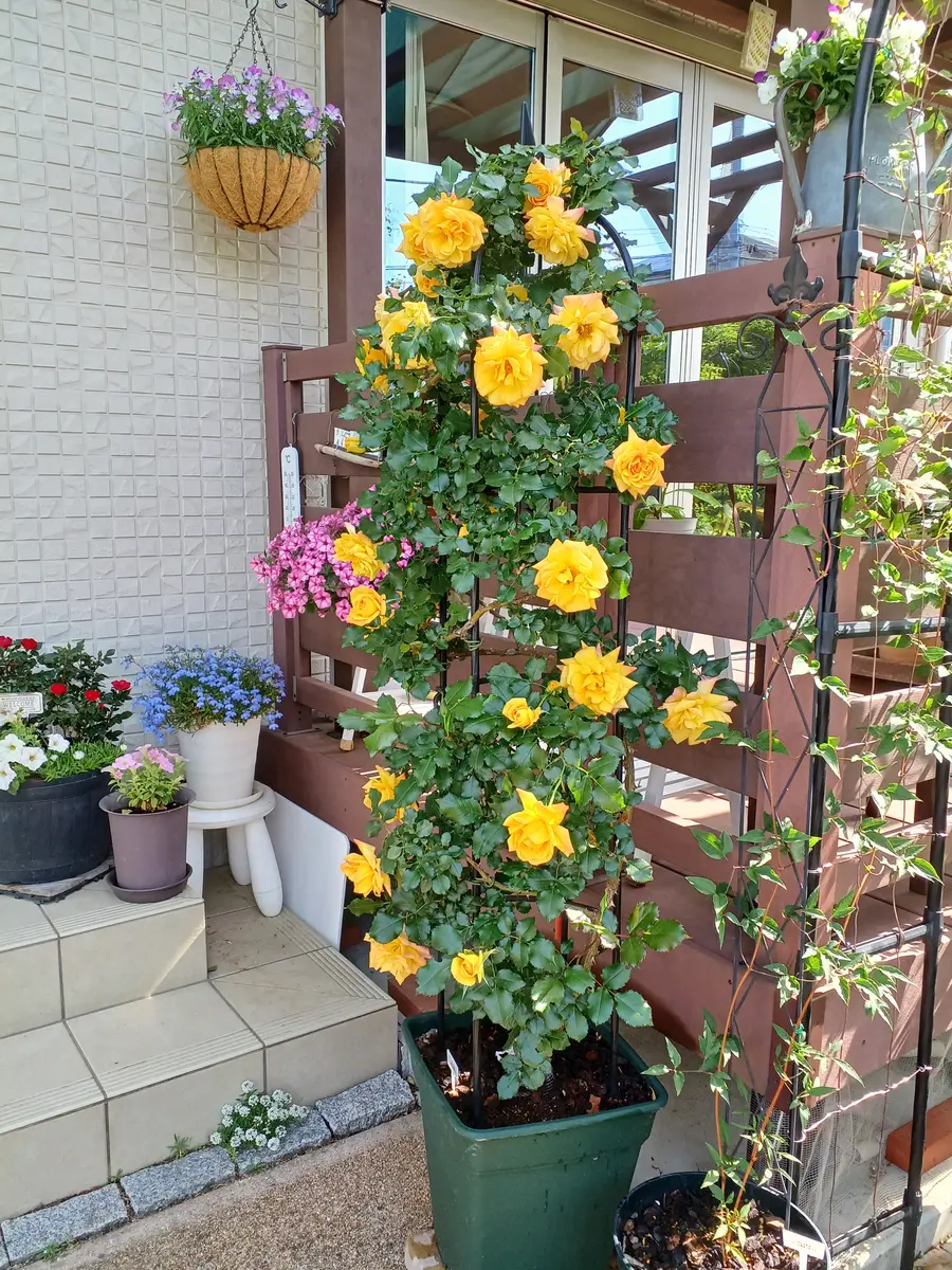 サハラ'98オレンジ色の花がいっぱいで「ひろガーデンへ