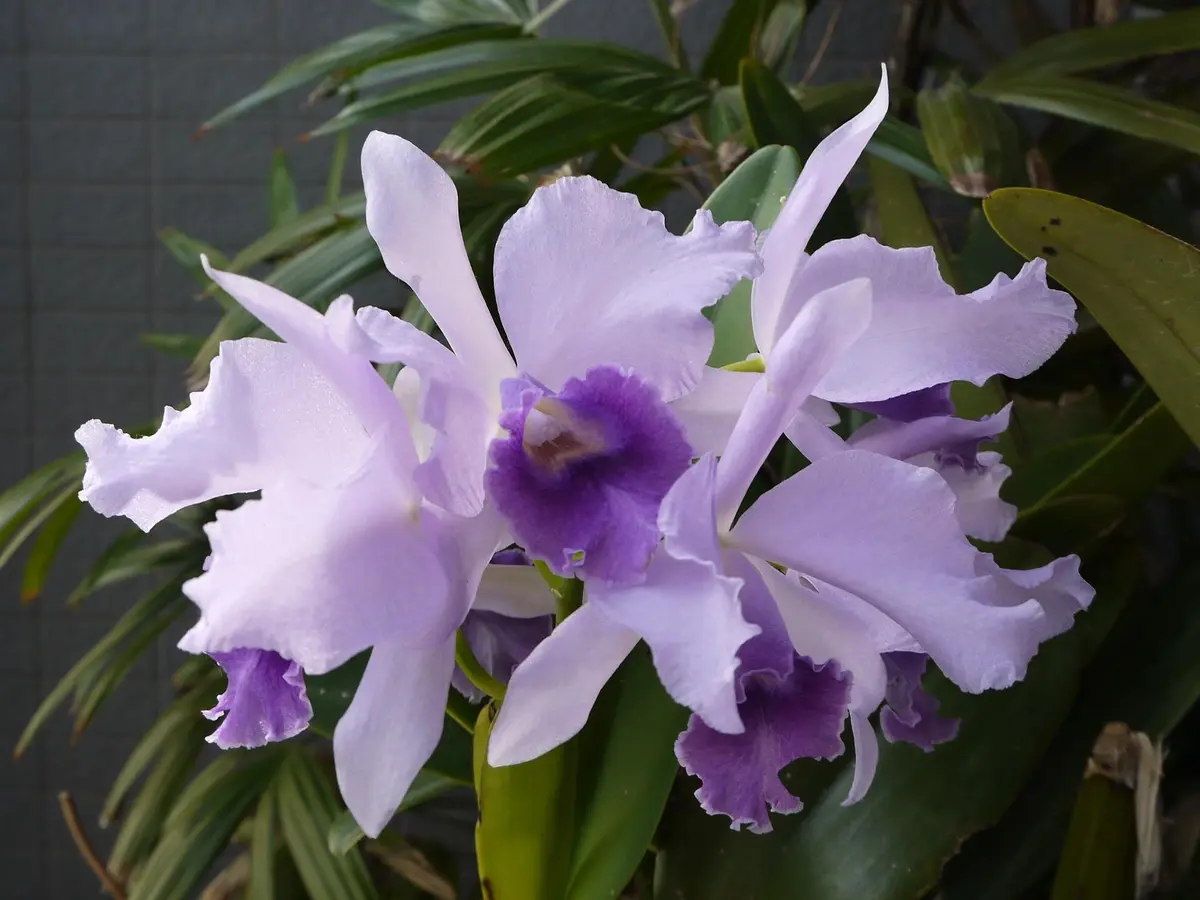 カトレアの写真-みんなの趣味の園芸145235