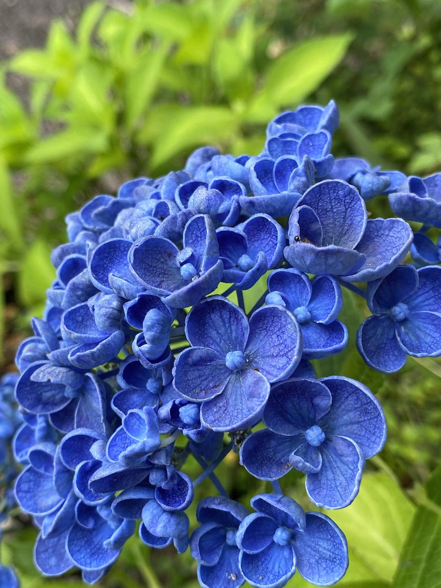 ポップコーン＊*紫陽花がとてもす...「可愛いお花＊*」のアルバム 