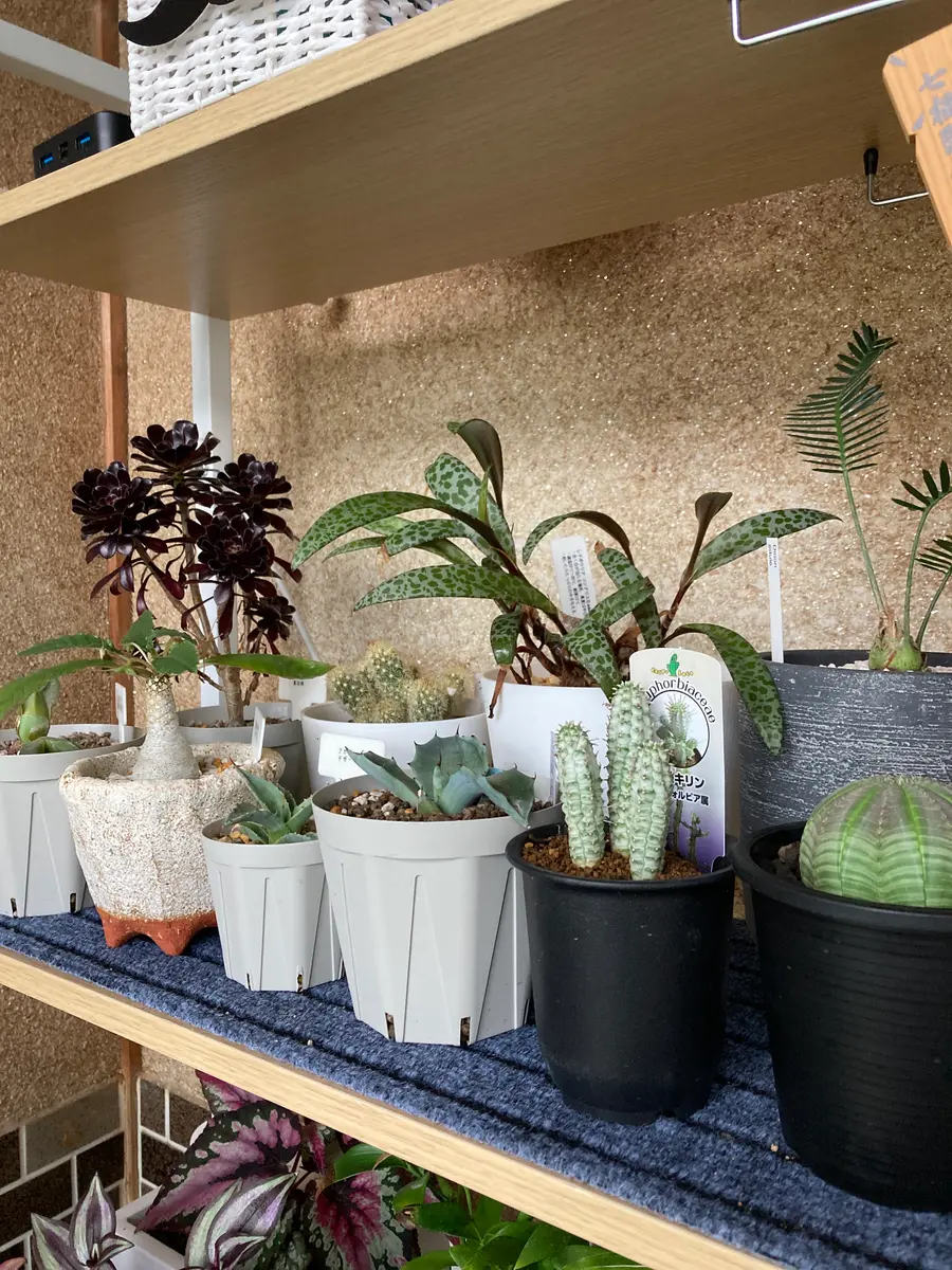 玄関の植物棚の上段「お出迎え」のアルバム-みんなの趣味の園芸1960155