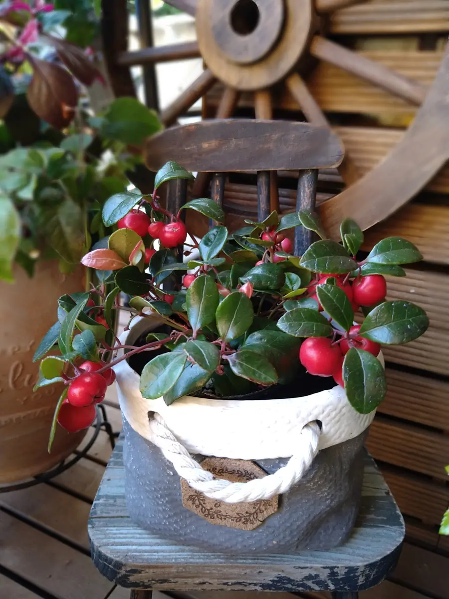 チェッカーベリーの写真-みんなの趣味の園芸2069194