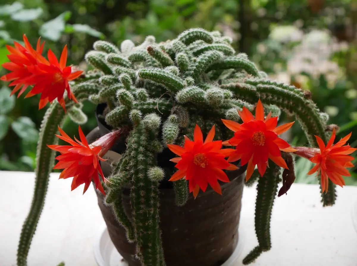 現品】【現品】多肉植物 花サボテン 白檀ヴェローナ - メルカリ