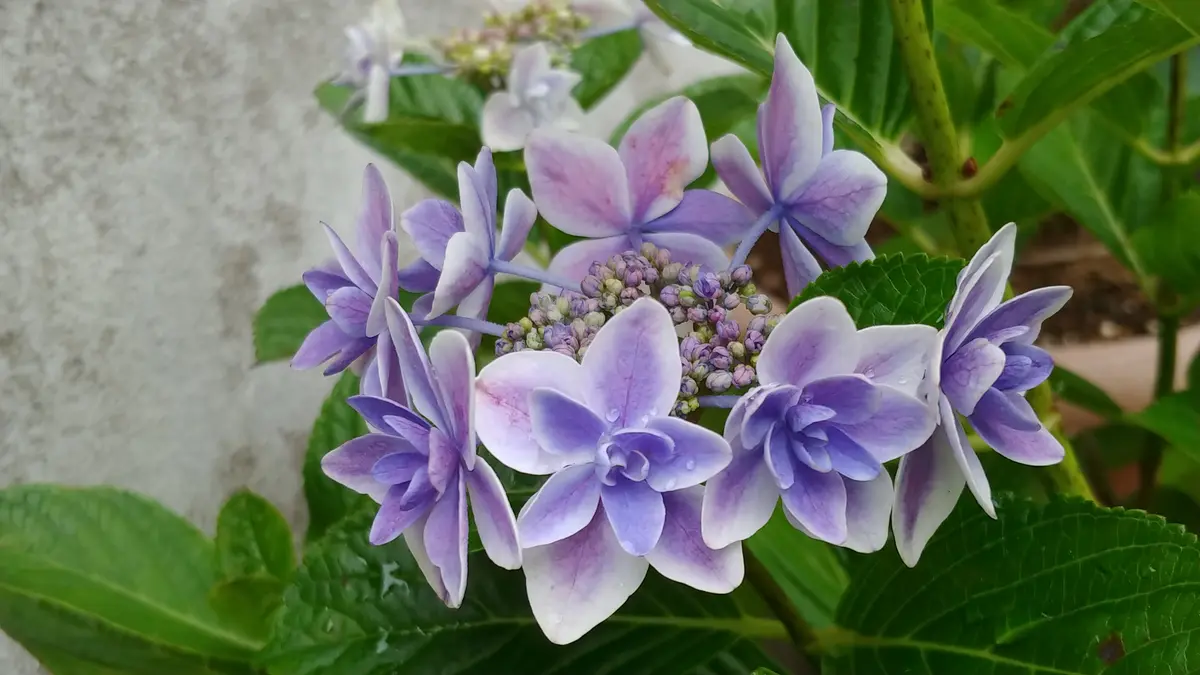 紫陽花 名前不詳、星の付く名前？「花ある人生、6月〜」のアルバム