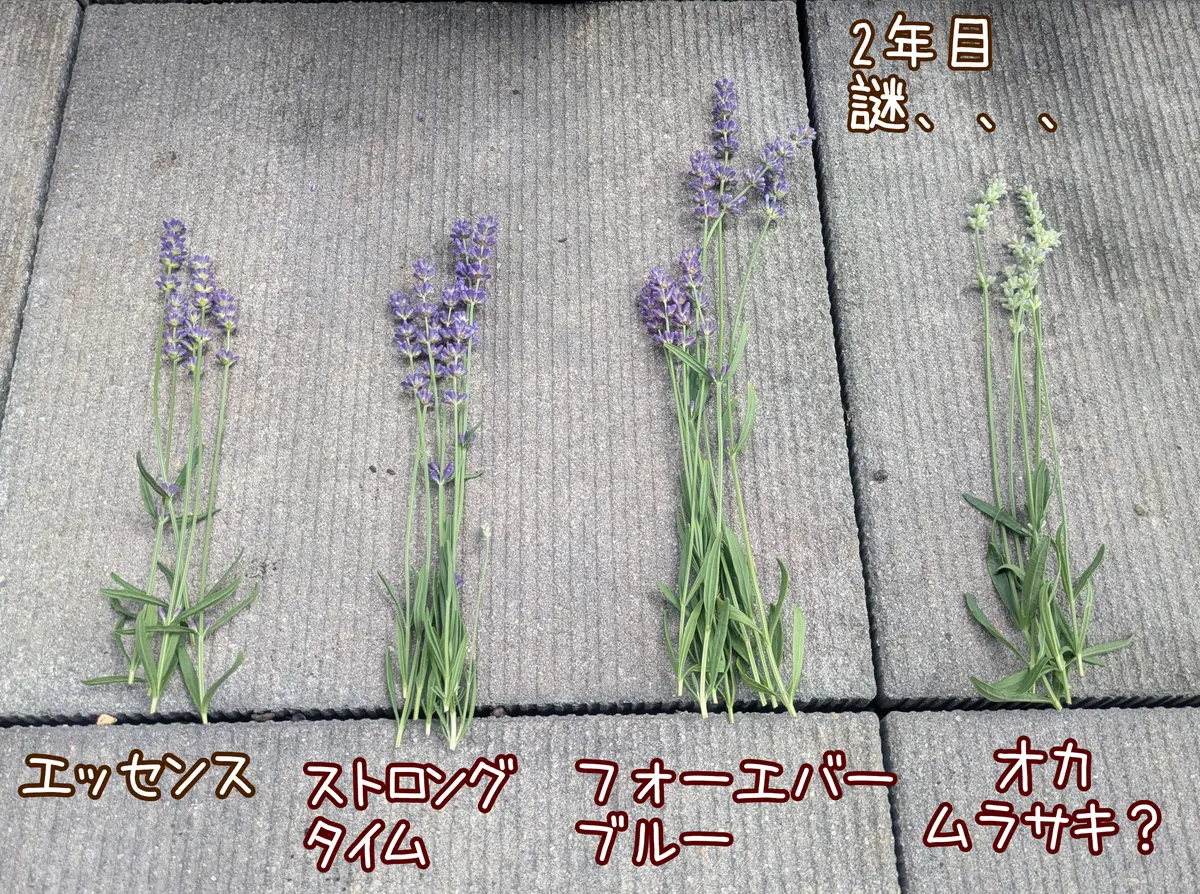 φ(．．)ﾒﾓﾒﾓ…(3)我が家早咲きの4品種「オタクなラベンダー観察」の