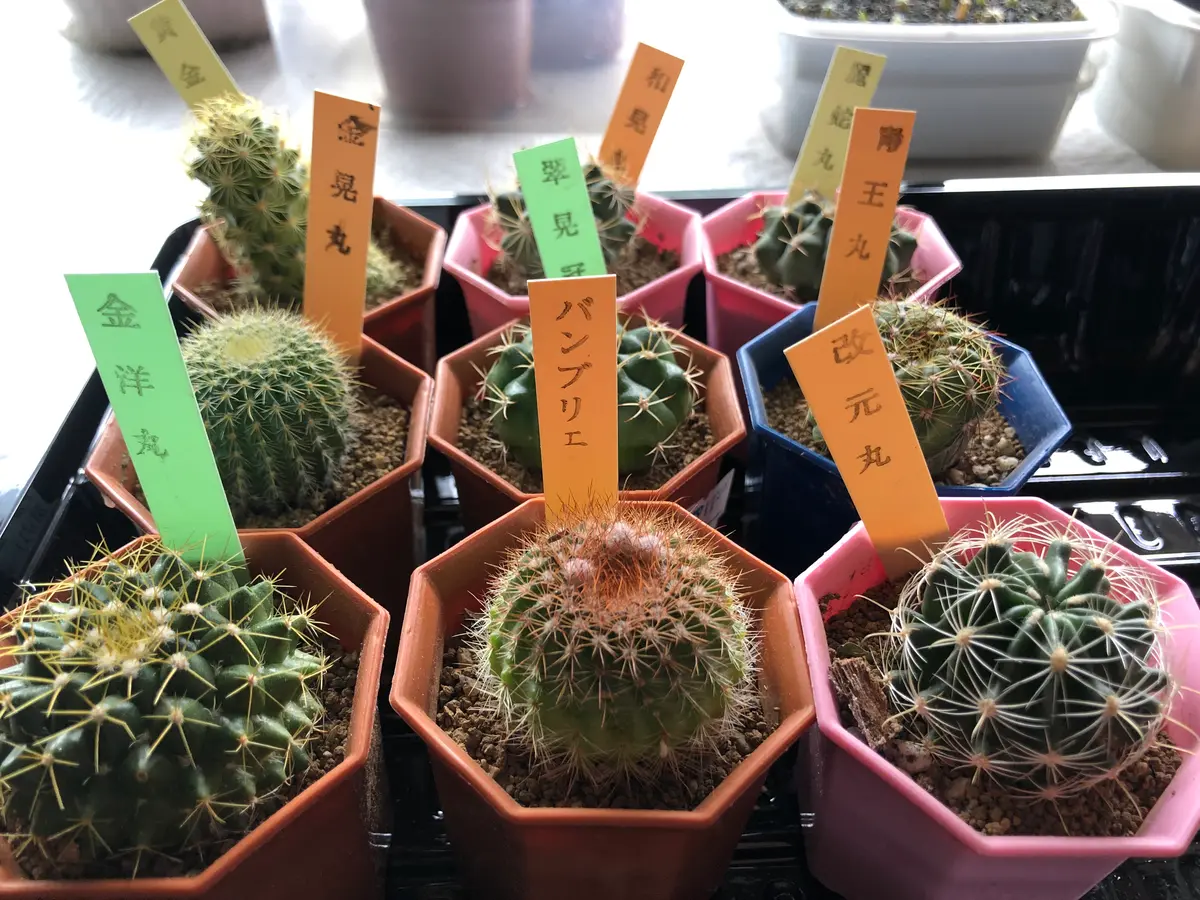 福袋 実生親木 花サボテン 多肉植物 2株 実生 花サボテン （多肉植物 サボテン