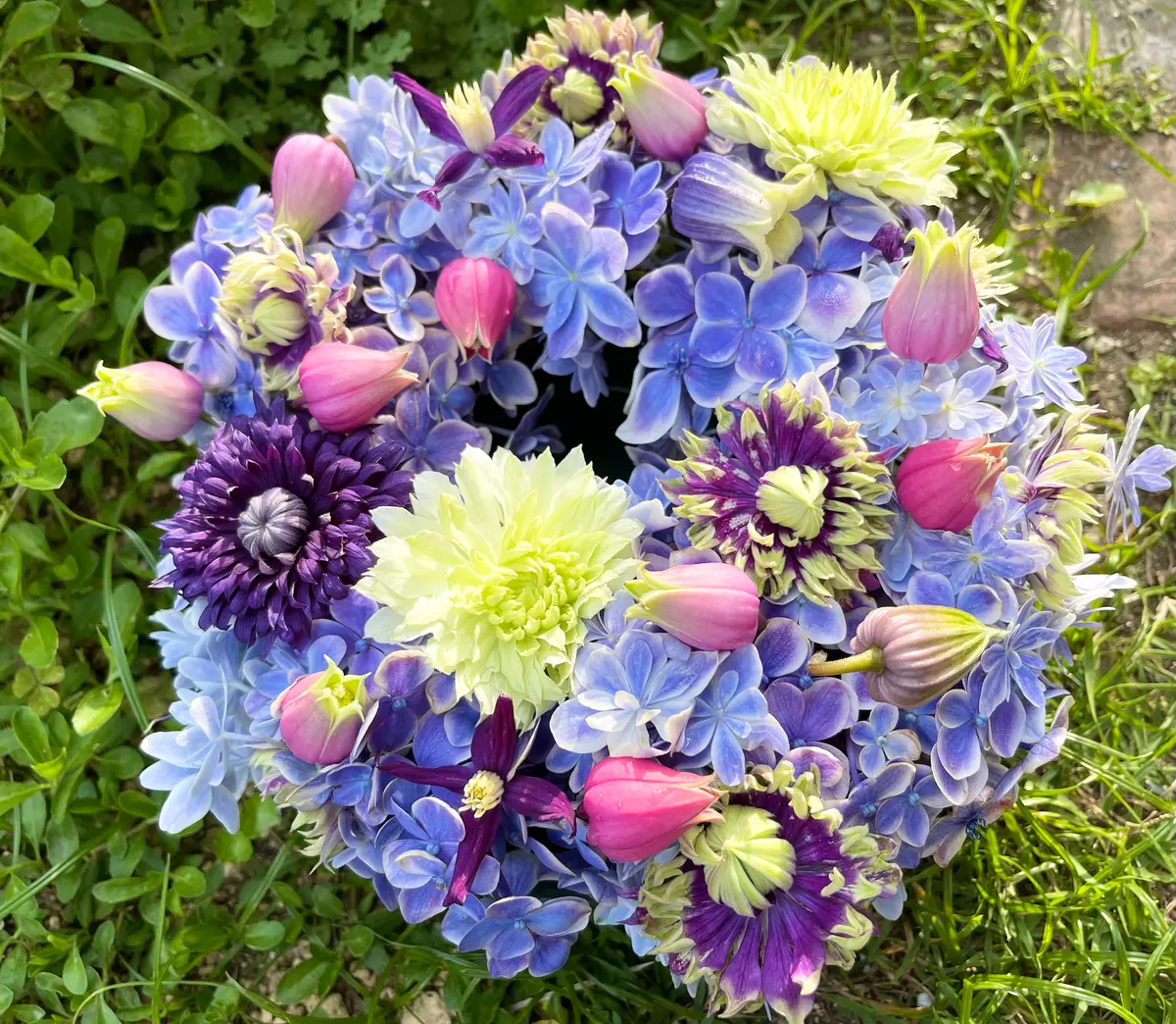 アジサイ　+オススメプランツアソート　紫陽花　ダリア　クレマチス アジサイ+オススメプランツアソート紫陽花ダリアクレマチス