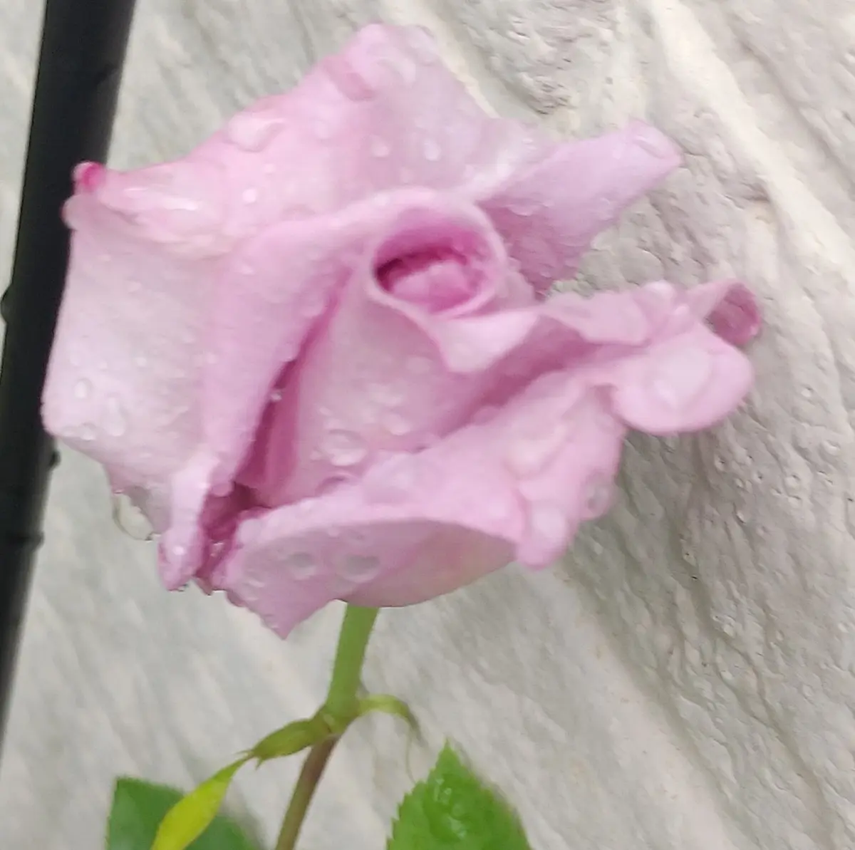 6月3日、朝。ブルームーン。雨の雫が綺麗✴「我が家の薔薇?2023」の 