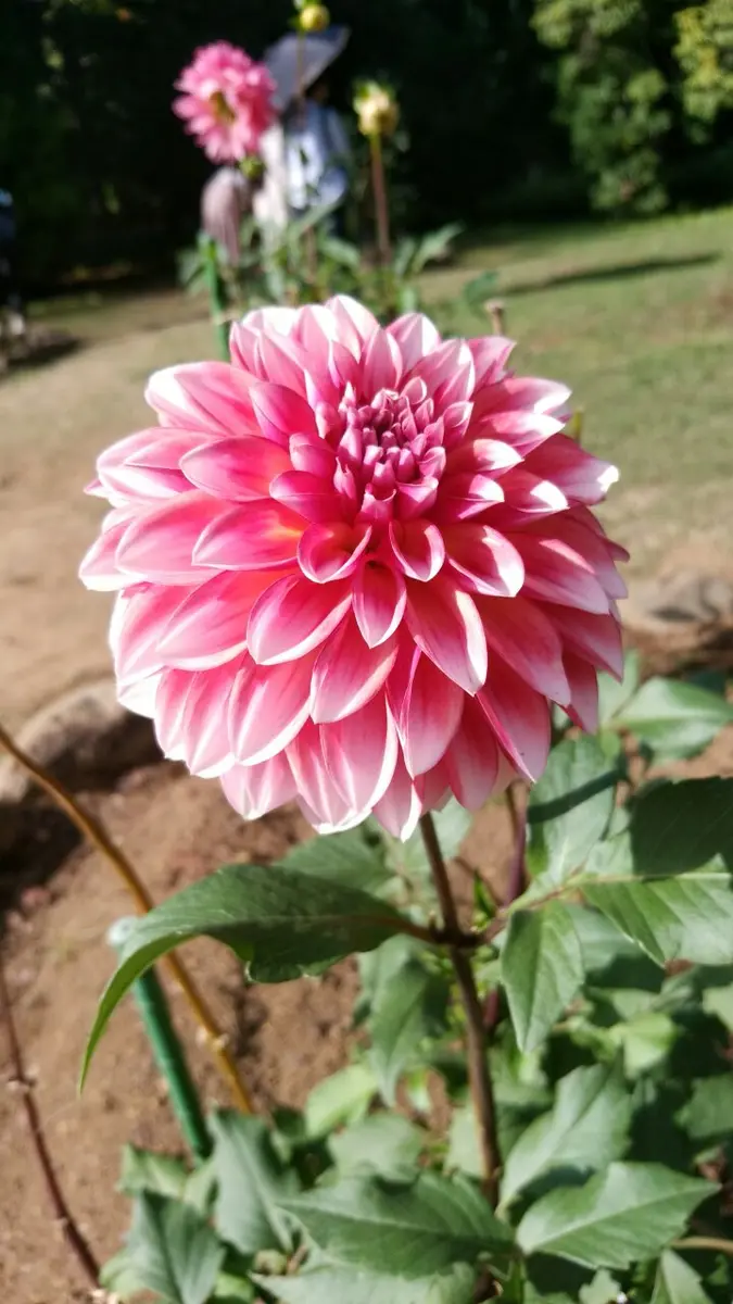 ファンシーリップル。神代植物公園にて「2023~庭園」のアルバム-みんなの趣味の園芸2055179