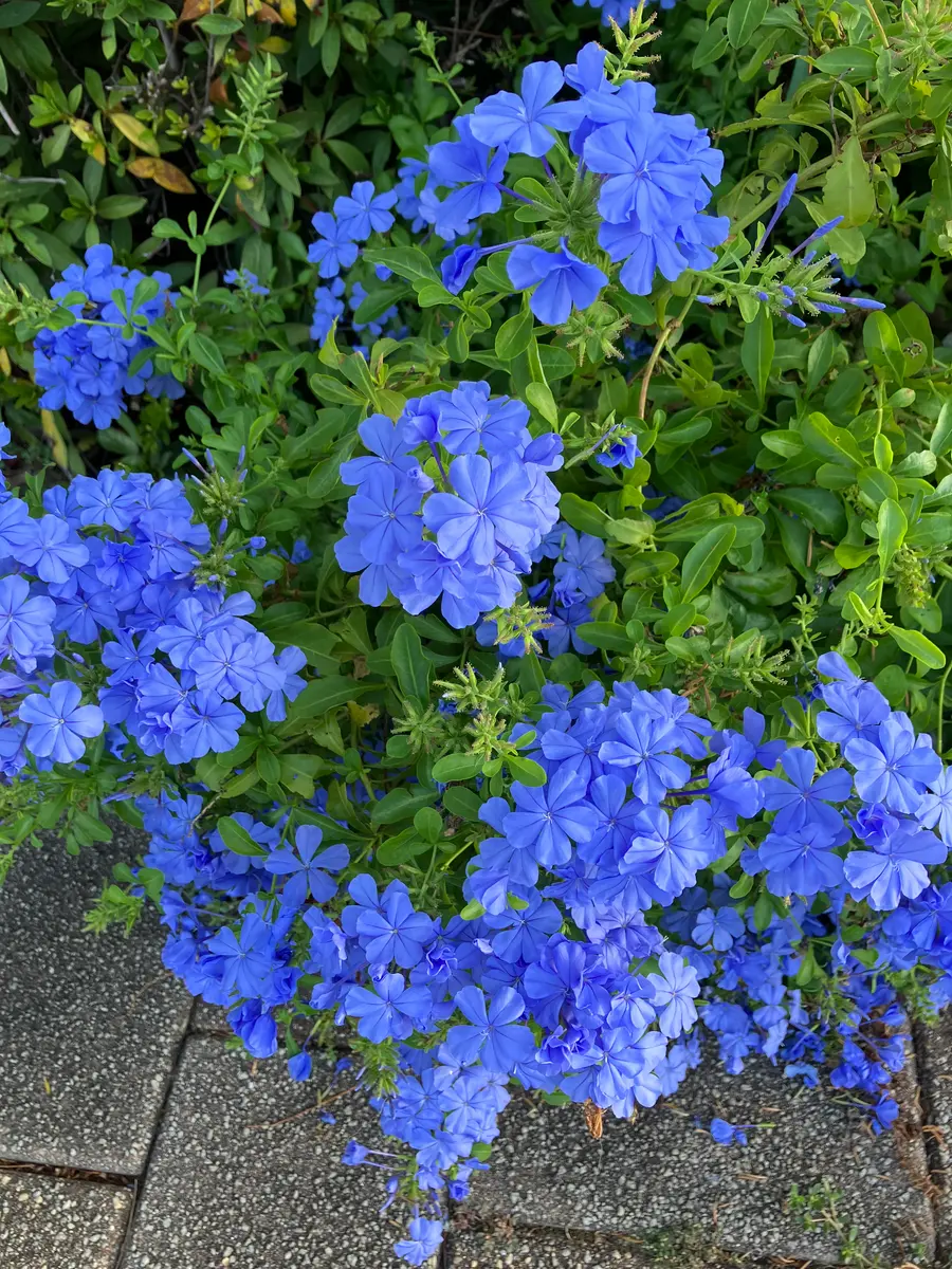 ルリマツリ（プルンバゴ）の写真-みんなの趣味の園芸2539414