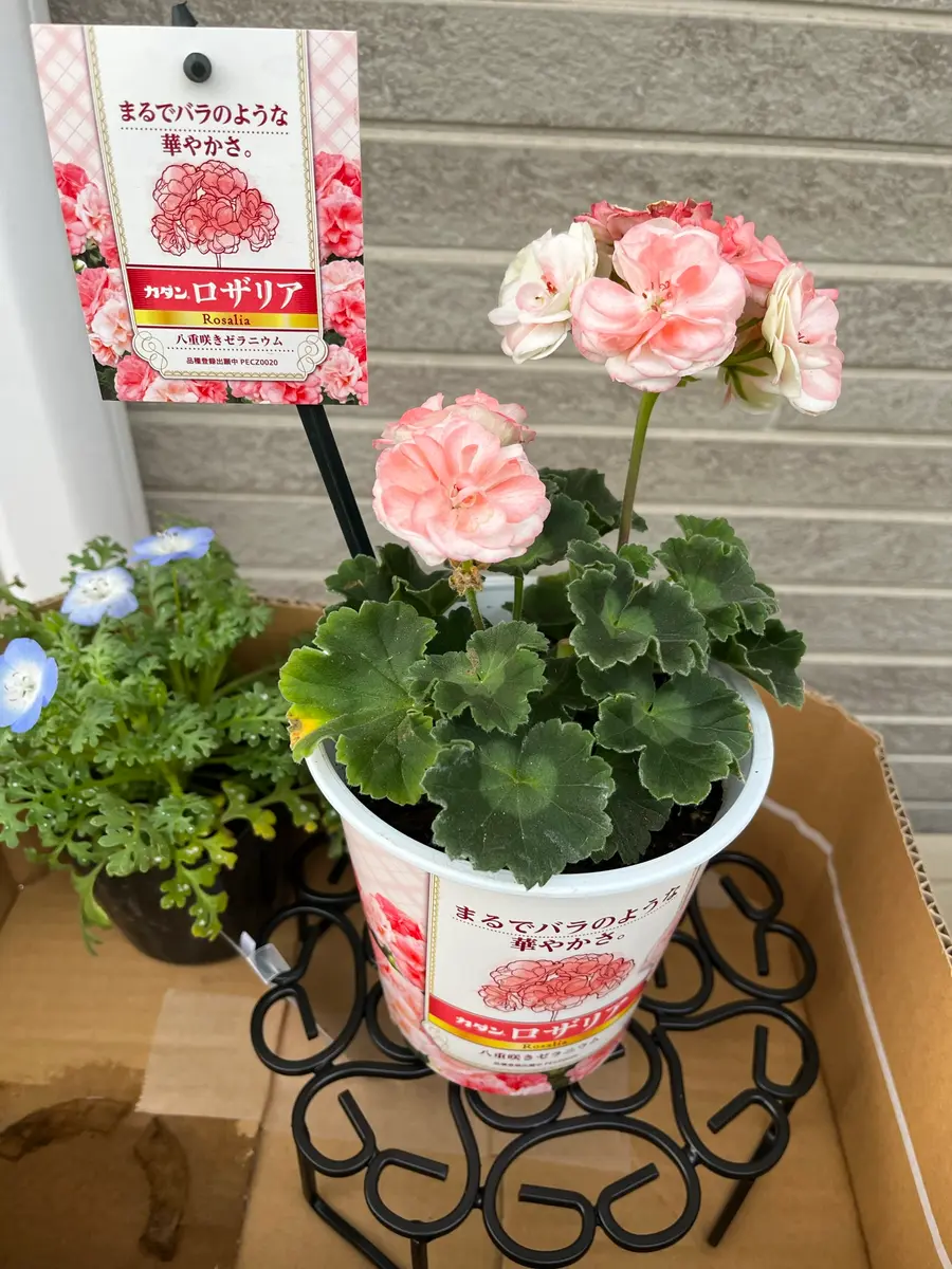 ロザリアは近所の園芸店で売ってたら買「ゼラニウム」のアルバム