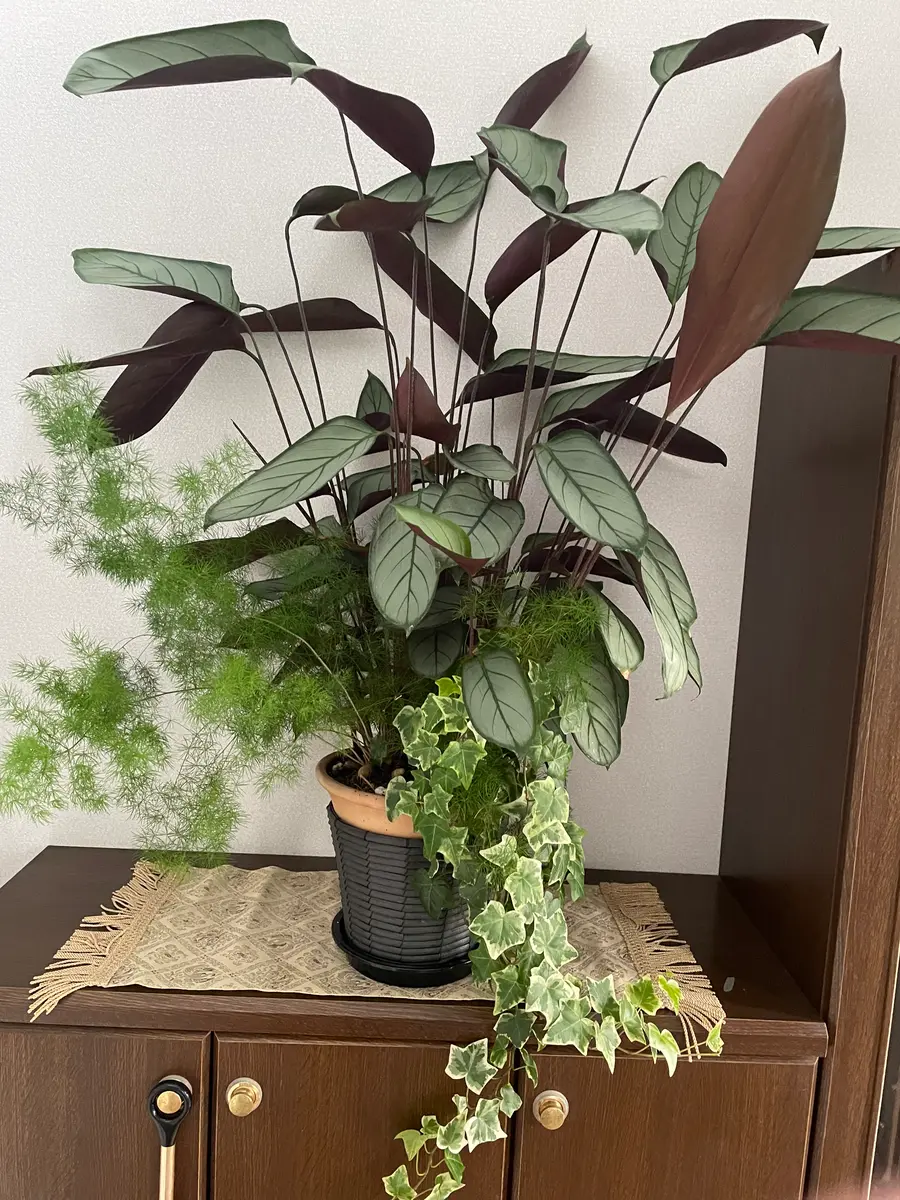 クテナンテセトサ“グレイスターの苗を「観葉植物」のアルバム