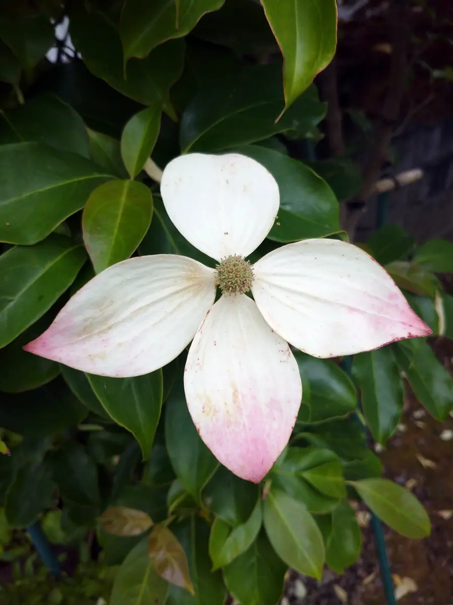 常緑ヤマボウシ ホンコンエンシス月光「2023年」のアルバム