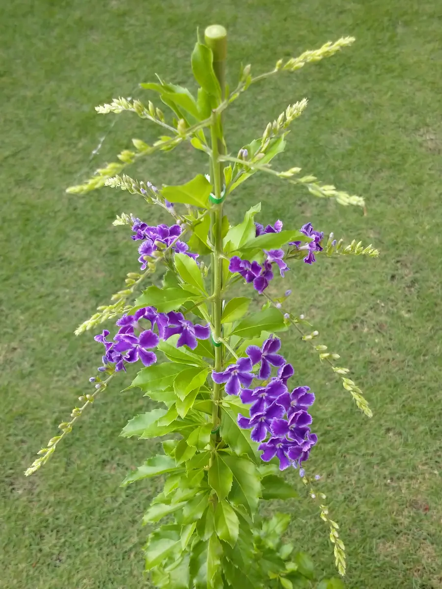 デュランタ宝塚昨年2番目の挿し木一本「2023年」のアルバム