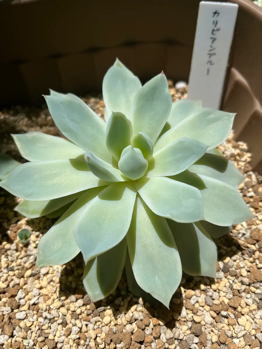 多肉植物　エケベリア　カリビアンブルー エケベリア カリビアンブルー Echeveria 'Caribbean Blue'｜多肉植物