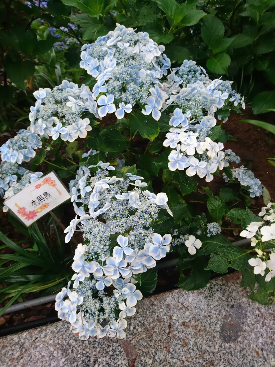 水凪鳥(茨城県潮来市の二本松寺のあじさい)「二本松寺」のアルバム