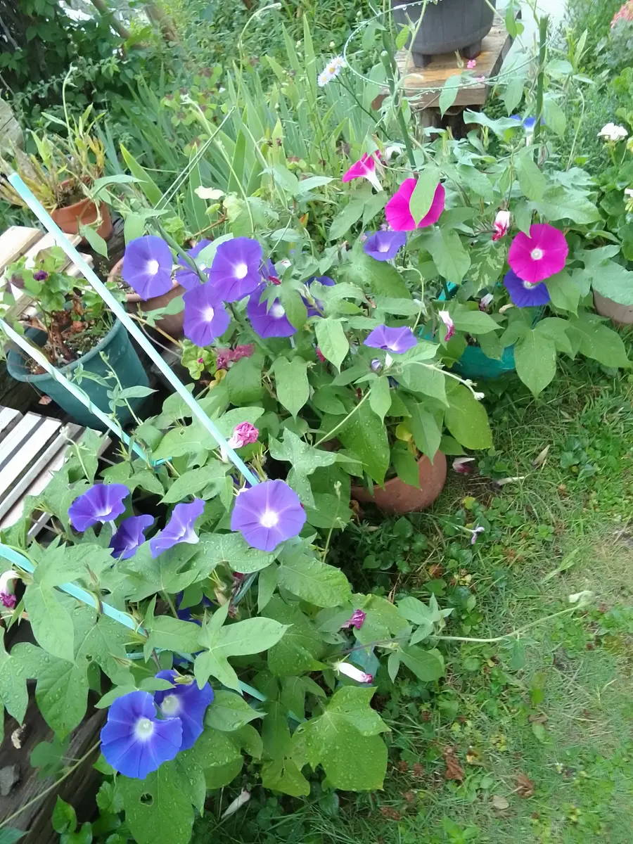 今日の朝顔(*´▽`*)たくさん咲いて「我が家の朝顔🍀」の