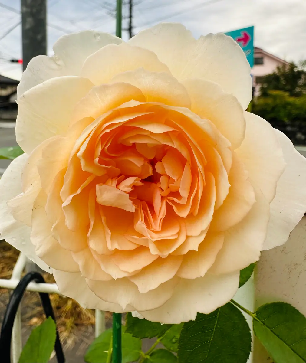 メアリーマグダレン「薔薇」のアルバム-みんなの趣味の園芸2050090