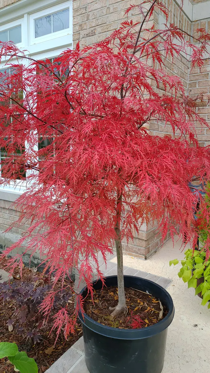 赤黒モミジ モミジ〝クリムゾン・クイーン（Crimson「2023年の植物と風景」の