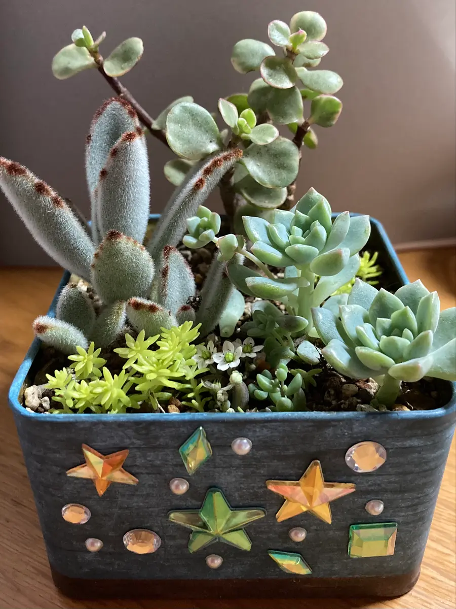 セダムと多肉の寄せ植え（月兎耳、雅楽「植物雑貨」のアルバム