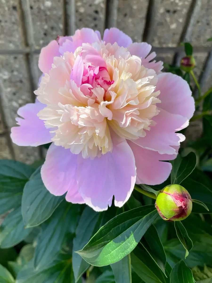 芍薬ソルベット玄関前が華やかになり「葉っぱと花（2023.7