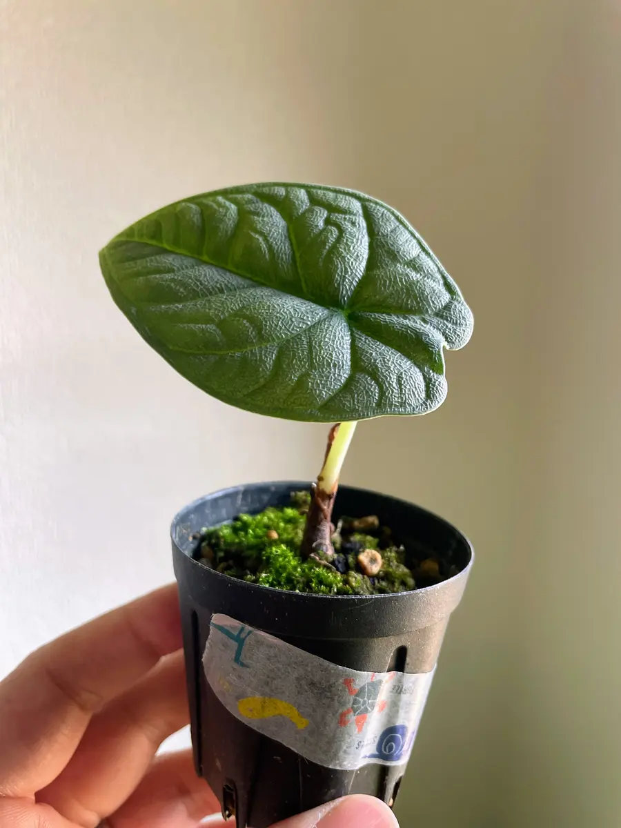 アロカシア・メロ・アルボ│Alocasia melo 'Albo' Var. Buy Alocasia