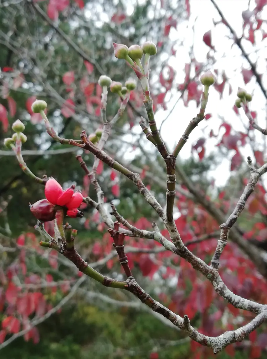ハナミズキ 白花 株立ち 2.5m 露地 苗木