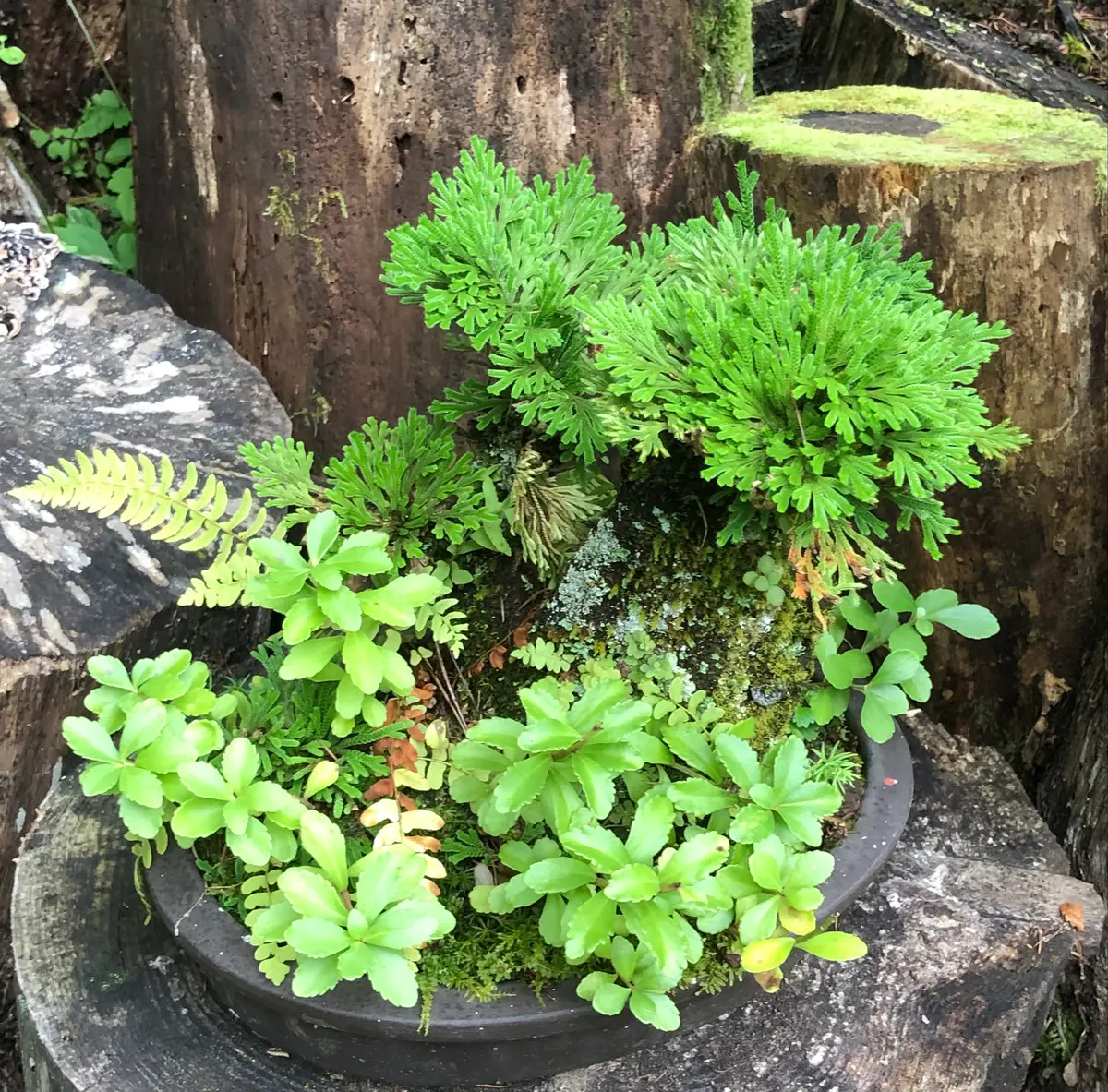 溶岩付き岩松【植栽】 岩松の寄植え その2どんどん選んで持「森の中の庭にて（2022）」の