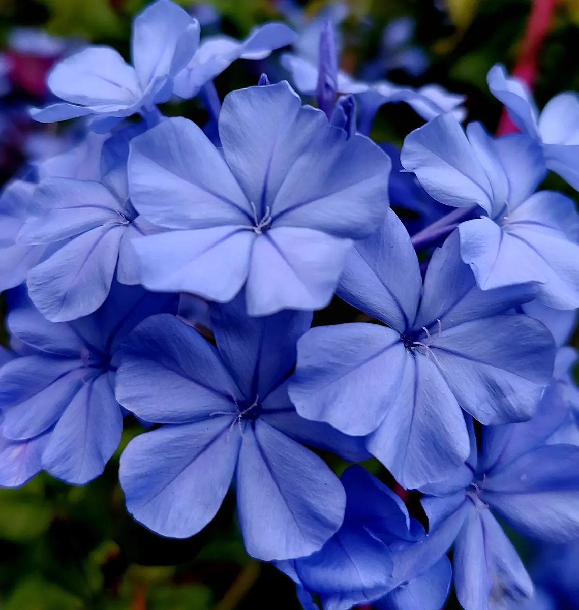 ルリマツリ　ブルペンバコ ルリマツリ ブルペンバコ プルンバーゴ（ルリマツリ）：ブルー3-3.5号