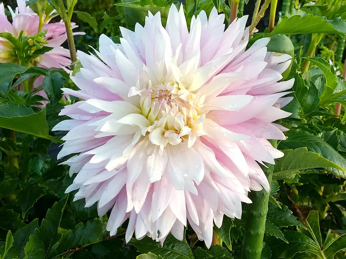 桜女王「2023年ダリア」のアルバム-みんなの趣味の園芸2050534