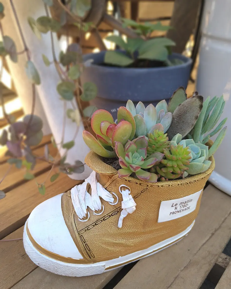 スニーカー👟型の鉢へ 多肉植「観葉植物と多肉植物たち🪴🌵」の