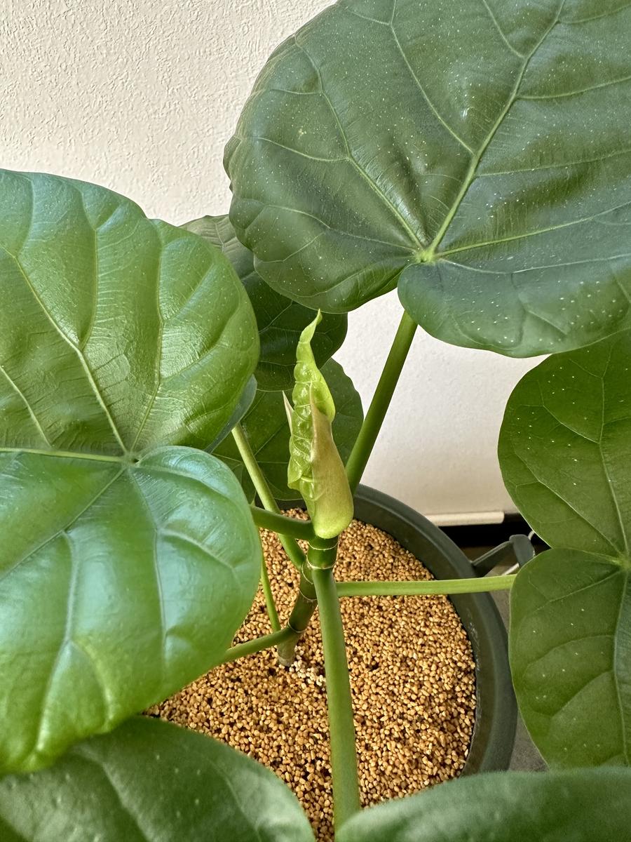 ファカス ウンベラータちゃん。次々葉...「我が家の観葉植物たち?」の 