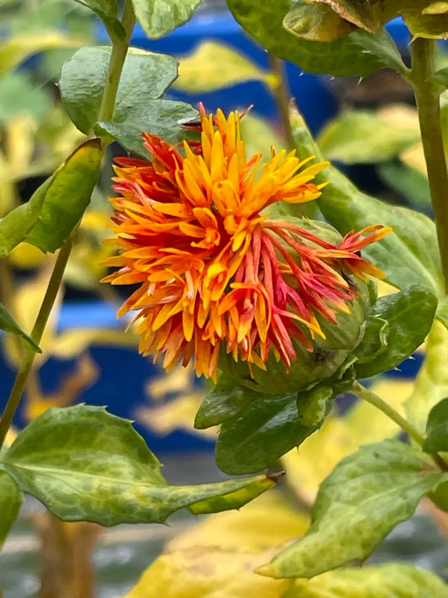 古布の紅葉のヒイラギナンテンのアップリケ 大きなサイズ