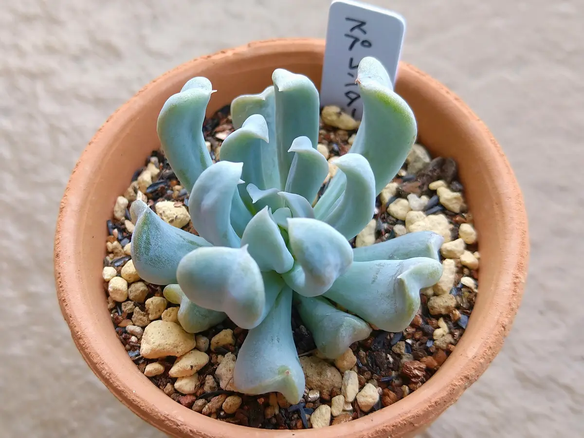 2023.5.3トップスプレンダー（トップシ「多肉植物たち」のアルバム