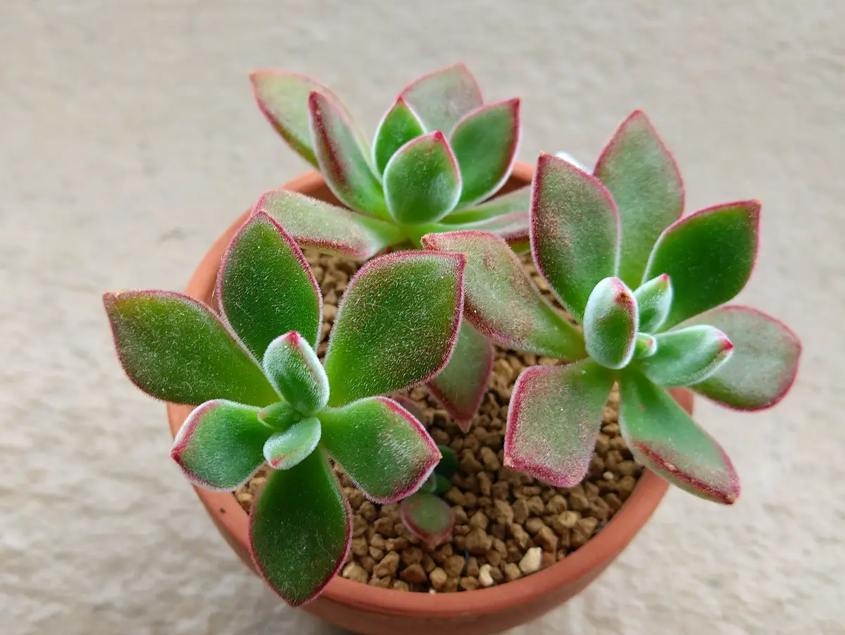 2023.6.13ハムシービロードのような葉「多肉植物たち」のアルバム