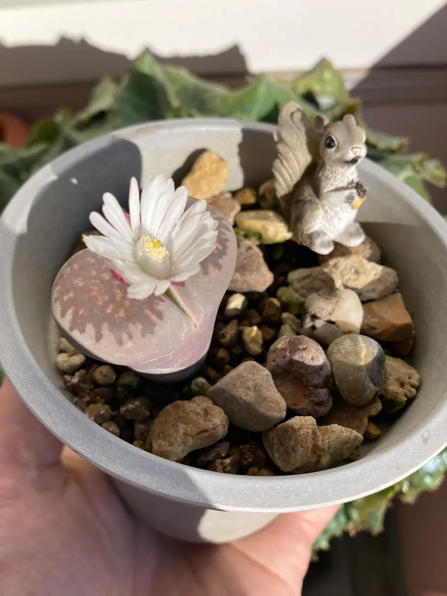 リトープスの花が咲きました♪「多肉植物」のアルバム-みんなの趣味の