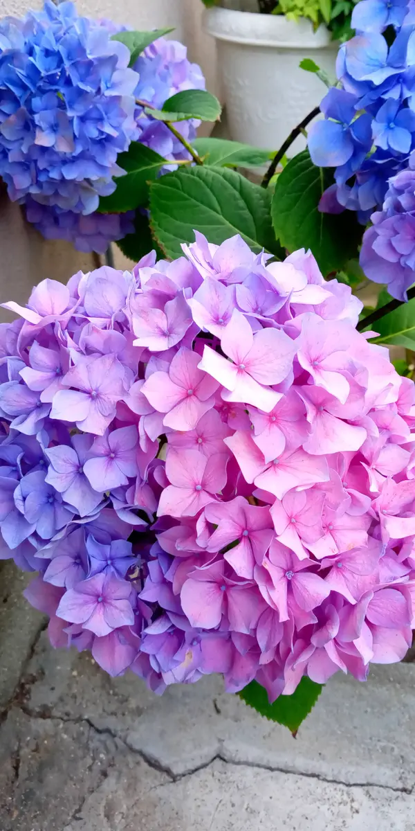 1つの花が薄紫とピンク色「紫陽花」のアルバム-みんなの趣味の園芸2008133