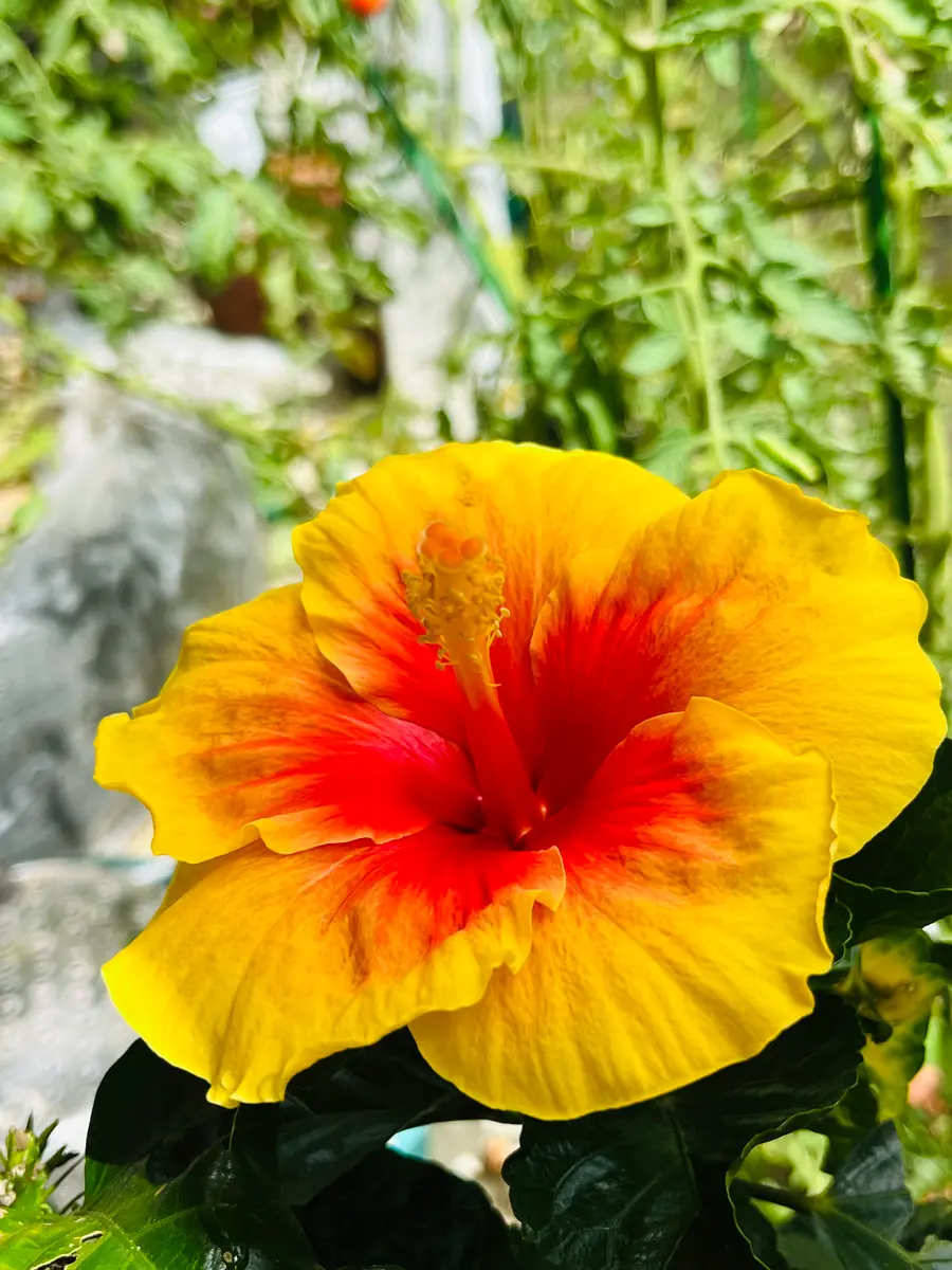 ハイビスカス大苗　希少　レッド　イエロー ハイビスカス大苗 希少 レッド イエロー