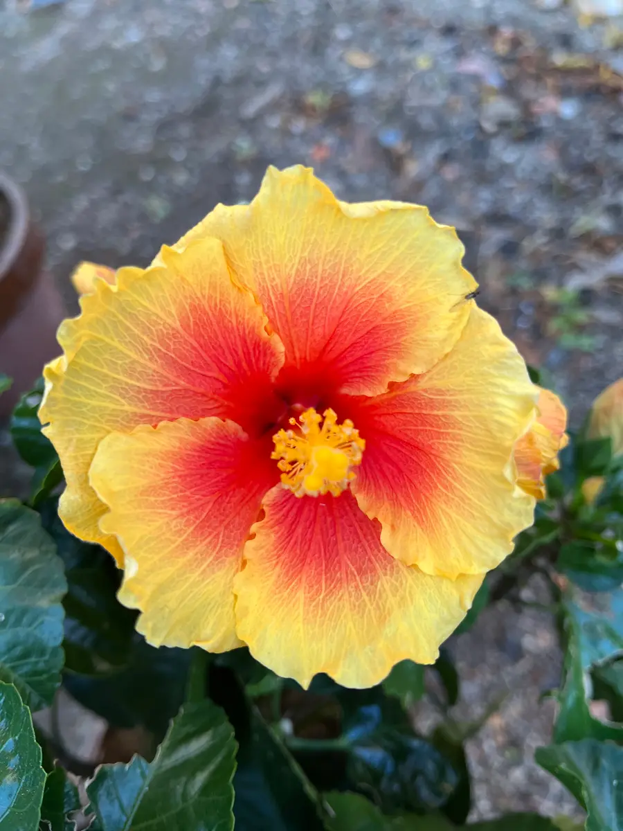 ハイビスカス イエローマジック💛寒「🌻Summerflowers🌺」の