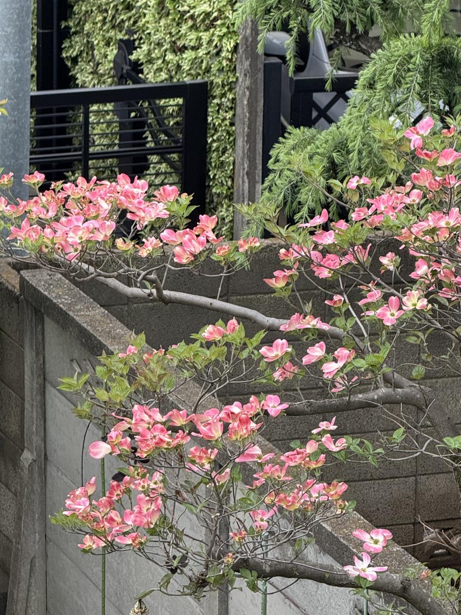 ハナミズキの写真-みんなの趣味の園芸2643600
