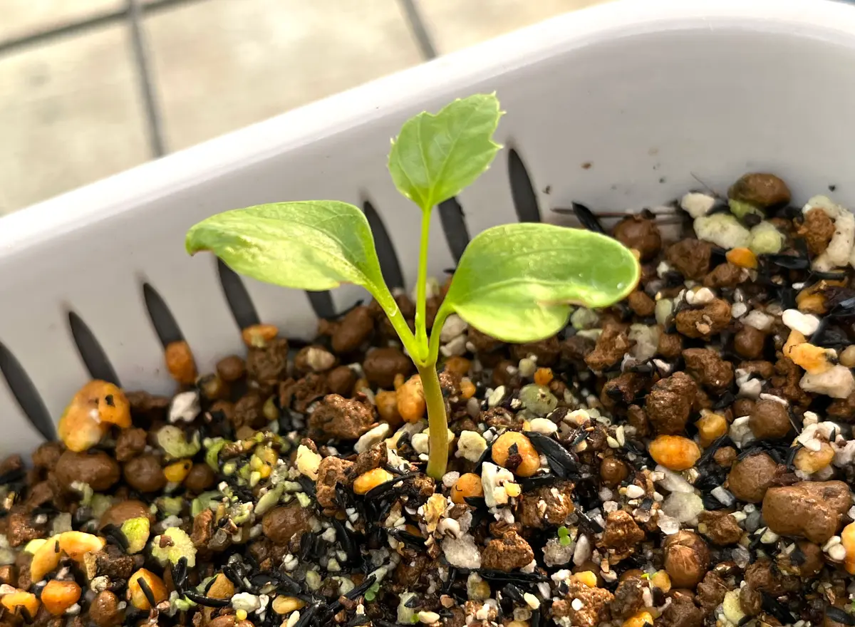 【にこにこ植物】速達 楽天市場】【サイズ交換往復送料無料】 テニス アディダス