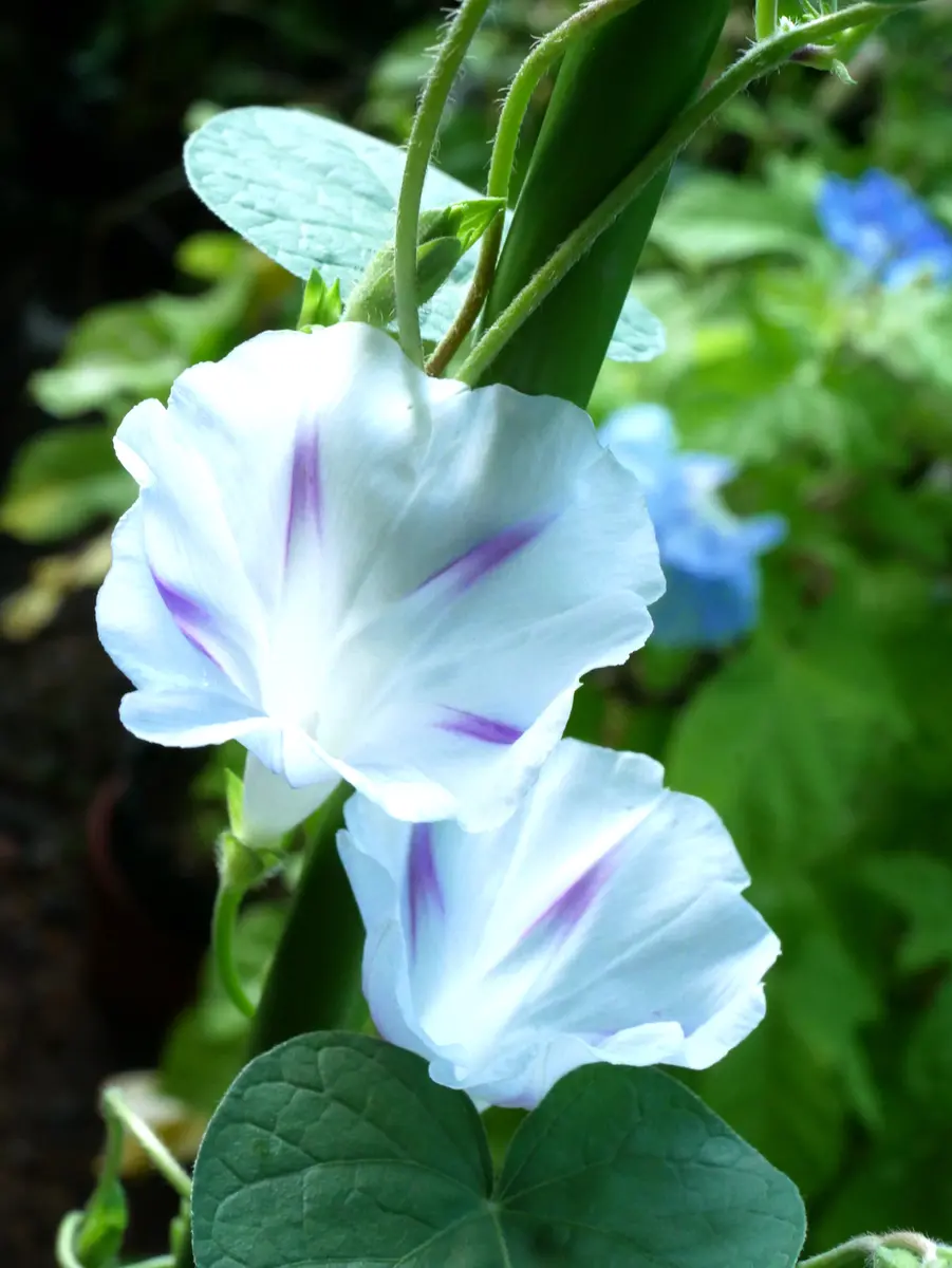 朝顔 ミルキーウェイ「8月の花」のアルバム-みんなの趣味の園芸2019740