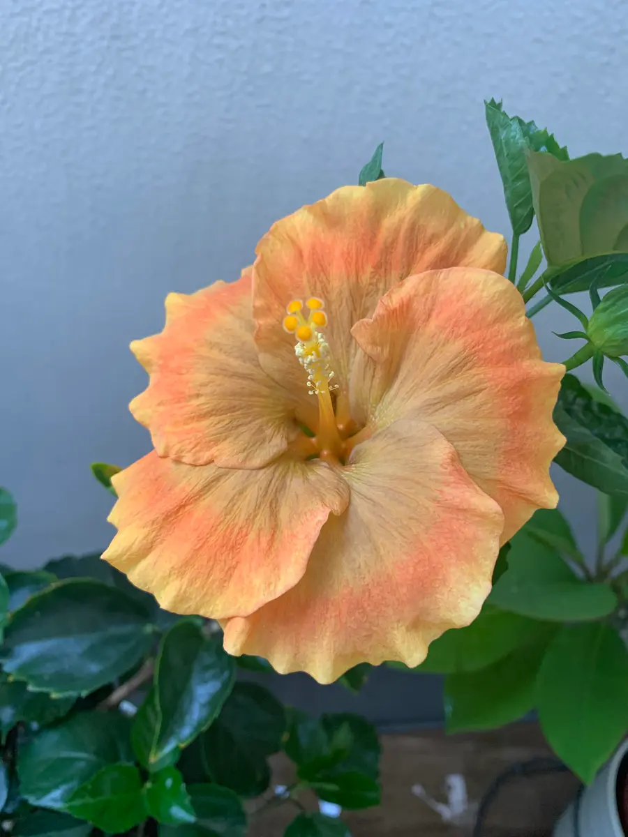 2023.07.2308:29🌺「ミステリーサーク「ハイビスカス」のアルバム
