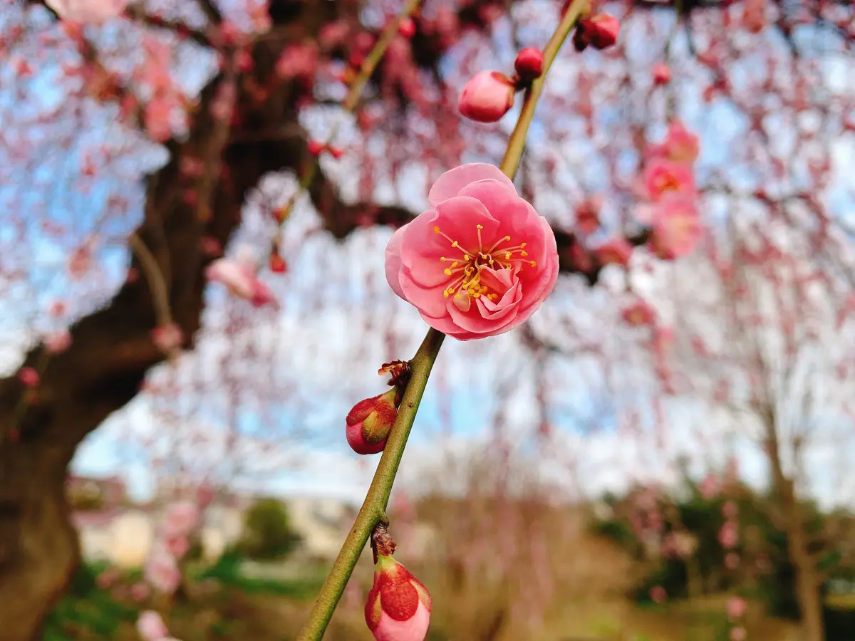 10号*紅梅 特選庭木：しだれ梅（桃花）ピンク おも