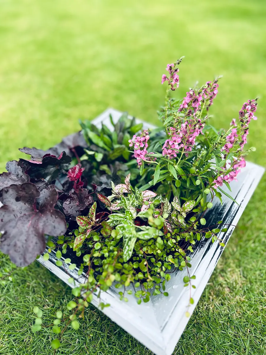 簡単寄せ植えポットのまま植えられま「寄植え」のアルバム-みんなの