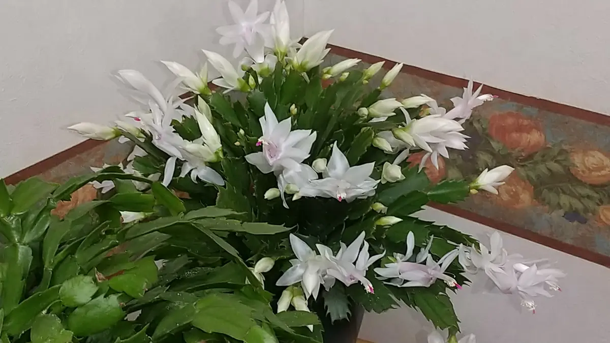 デンマーク・カクタスの白なのに節がピ「美恵子ちゃんのお花