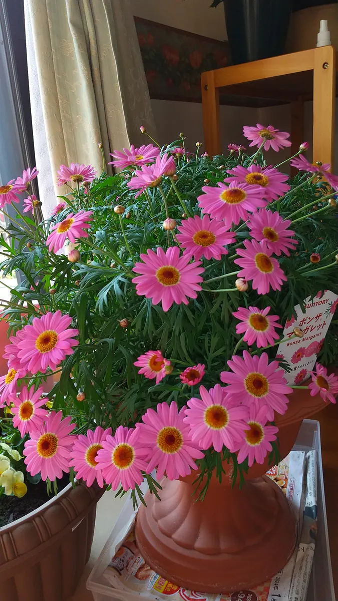 ボンザマーガレット(コスモスピンク)R6「美恵子ちゃんのお花」の