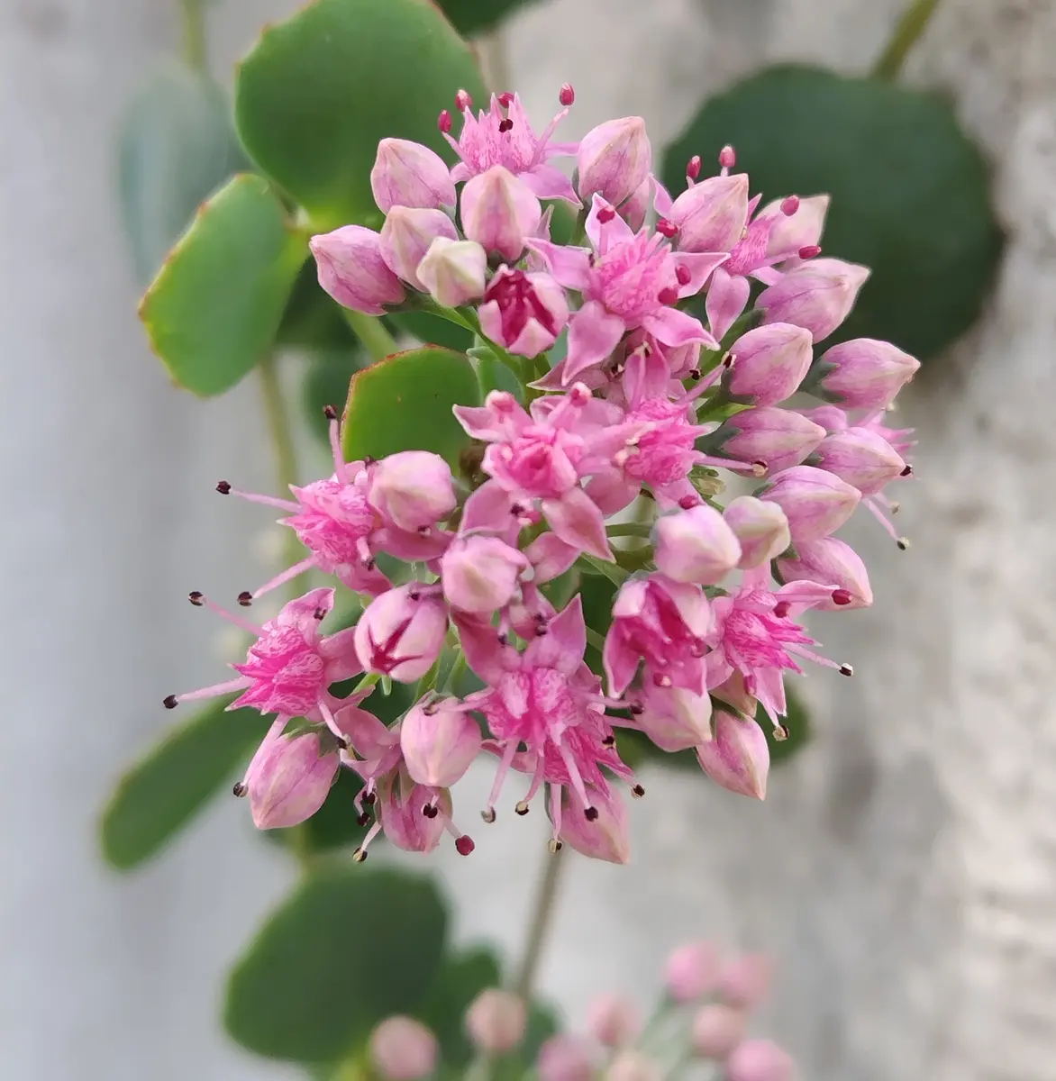 小花が可愛いピンクの小紋 星形のピンクの小花が可愛い💞「2023秋の庭」のアルバム-みんなの趣味
