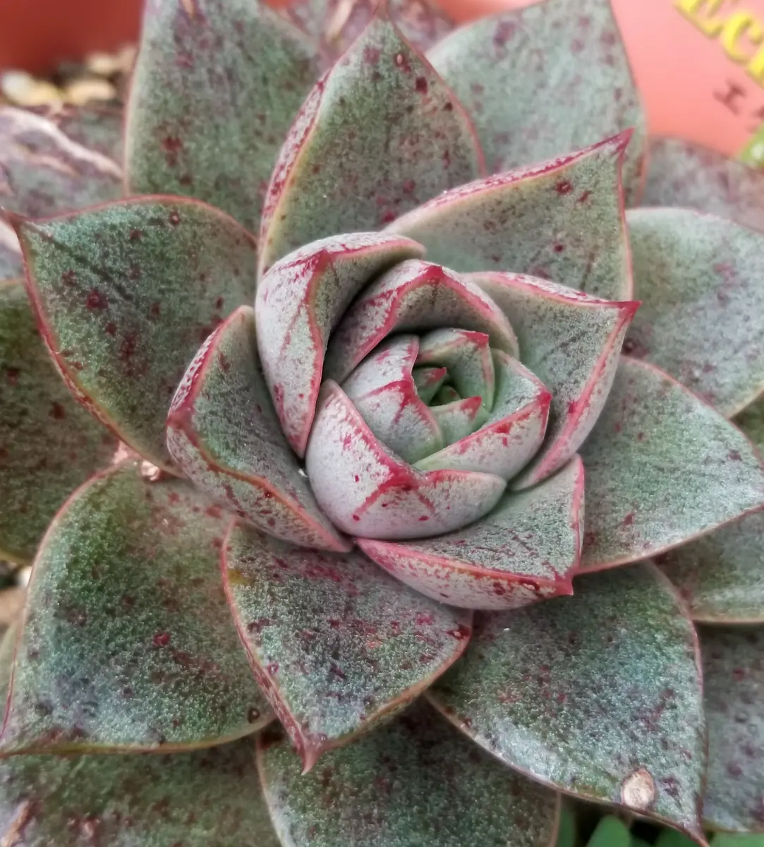 カロッツェリア DMH-SZ700 CarPlay Android Autoナビ唯一錦 多肉植物  